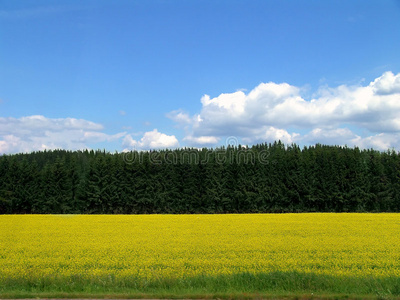 黄田森林天空