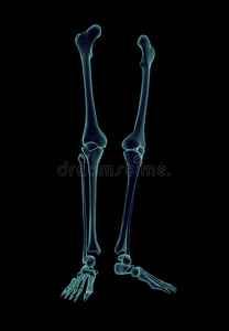 人腿的三维解剖模型