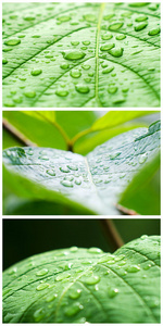 一大团湿树叶图片