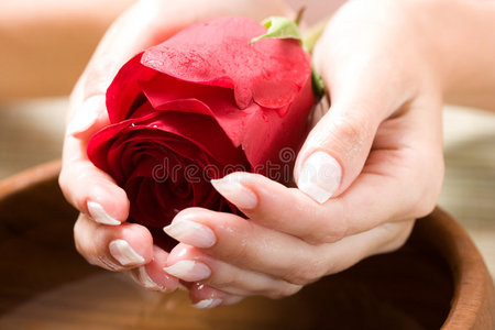 美丽的玫瑰手