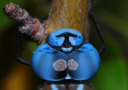 蓝蜻蜓眼