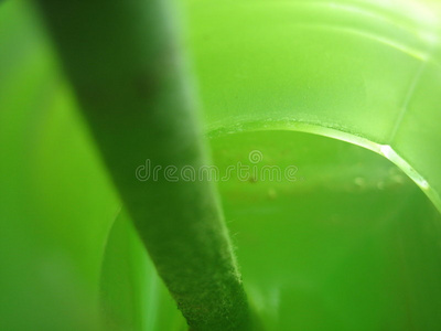 绿瓶花梗图片