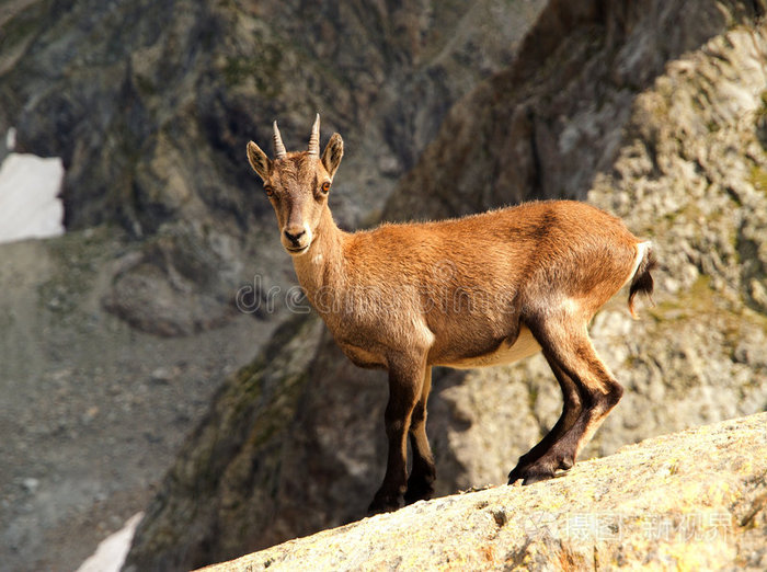 年轻的野山羊