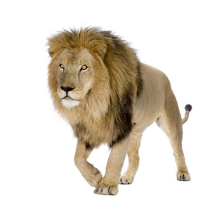 狮子8岁豹狮子座