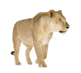 狮子座8岁豹狮子座