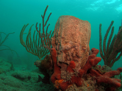 桶形珊瑚和海绵图片