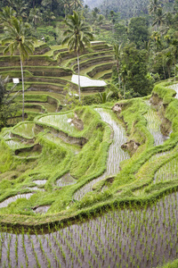 巴厘岛稻田