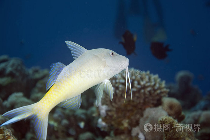 毛壳目幼虫)海冬蓝盆栽黄貂鱼(taeniura meyeni)红海山羊鱼(parpeneus