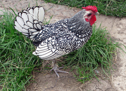 范围 牲畜 站立 家禽 生物 农场 公鸡 母鸡 羽毛 自由的