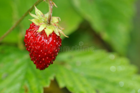 草地上美丽的红草莓
