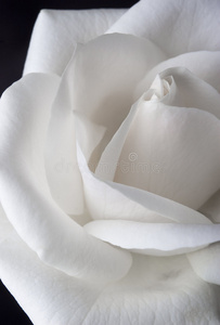 白玫瑰细节