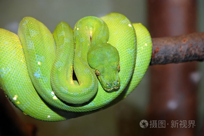 绿树蟒蛇
