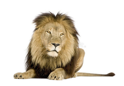 狮子4年半狮子
