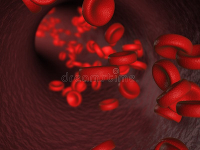 静脉动脉中的红细胞血红蛋白