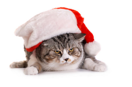 戴圣诞老人头饰的猫图片