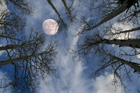 树后的月亮