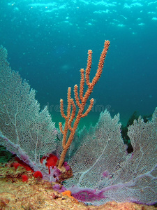海杆扇珊瑚