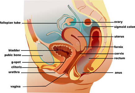 女人 器官 系统 繁殖 子宫颈 解剖学 医学的