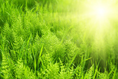 绿色气体和阳光