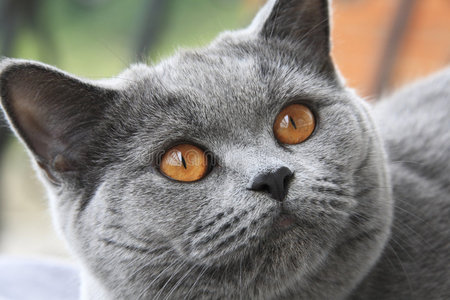 橙色眼睛的猫，英国蓝色短发