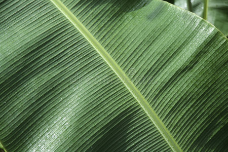 绿色香蕉叶背景图案菲律宾图片