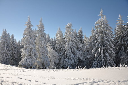 白雪覆盖的山林