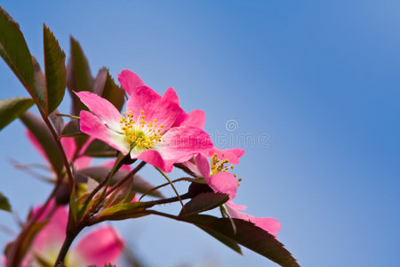 野玫瑰的粉红色花朵