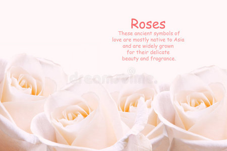 淡粉色玫瑰。