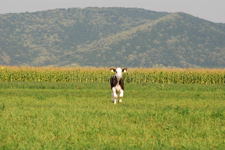 田野上孤独的小牛