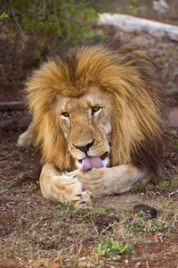狮子洗礼
