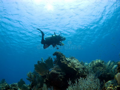 潜水员降落在开曼岛暗礁上
