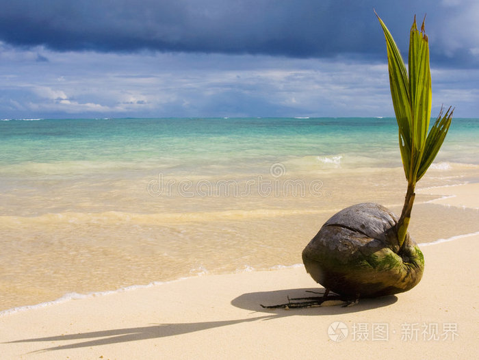 海边发芽的椰子