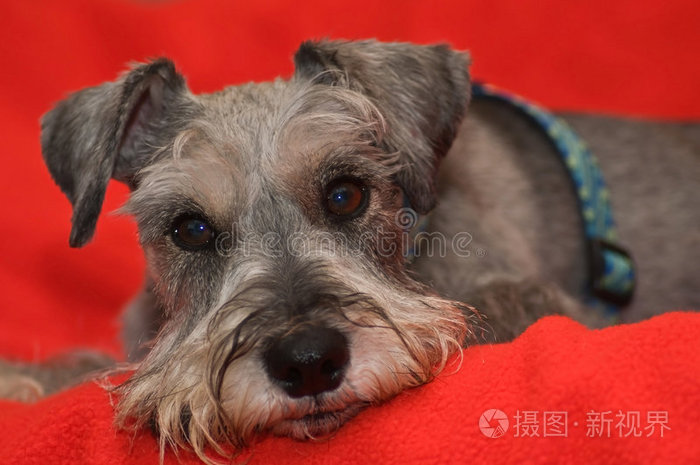 躺在红毯子上的迷你雪纳瑞犬
