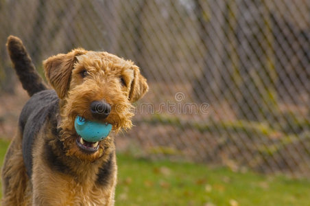嘴上叼着球的爱玩的空中猎犬