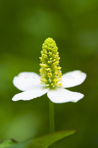 鱼腥草白花图片