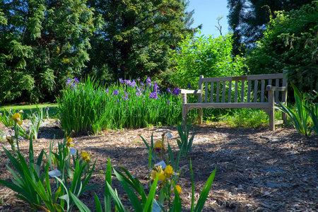 鸢尾花花园和长凳