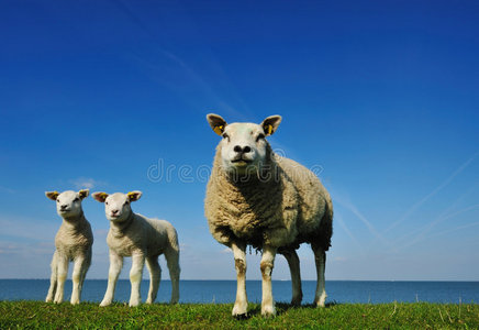 春天可爱的羔羊