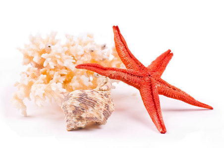 珊瑚海星和贝壳
