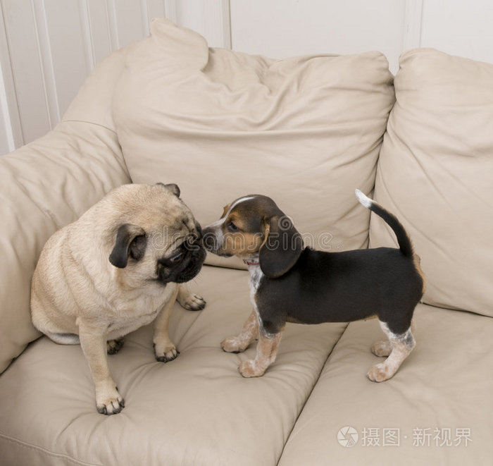 比格犬亲吻哈巴狗