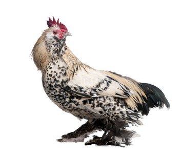 脊椎动物 农场 家禽 射击 母鸡 公鸡 汉堡 启动 动物