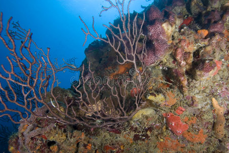 珊瑚，圣卢西亚
