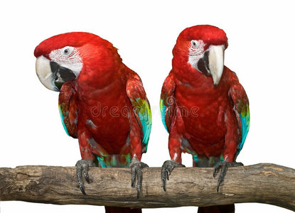 两只红色的热带野生鹦鹉。