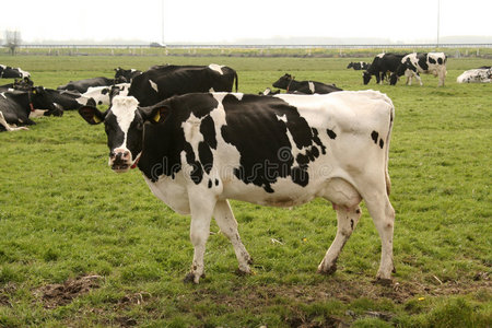 荷兰牛
