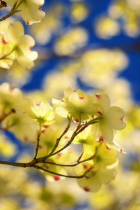 东花山茱萸图片