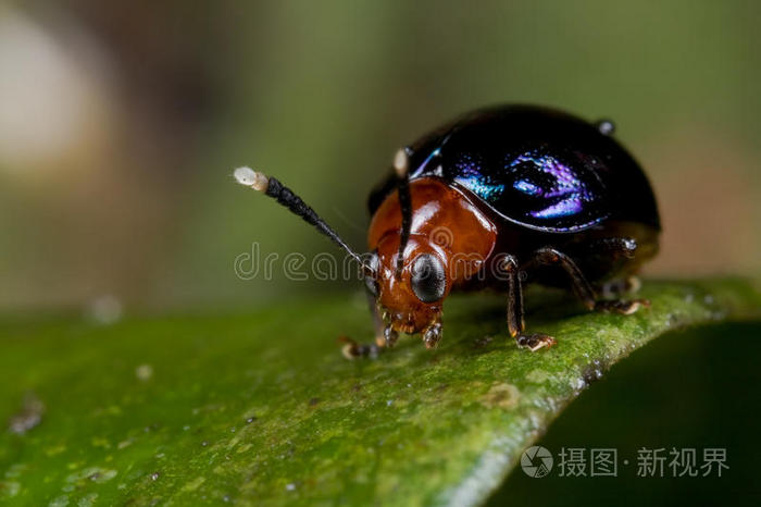 红蓝甲虫
