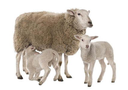 一只母羊带着两只羔羊，一只正在吃奶