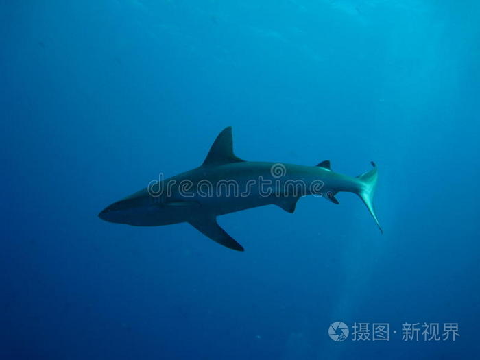 在浅水中游泳的捕鲸鲨