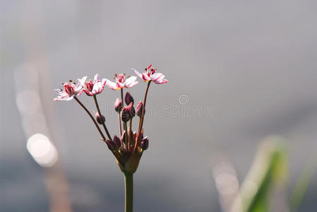 灯心草butomus umbellatus