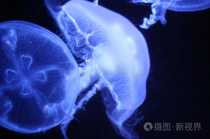 水下漂浮的白水母特写