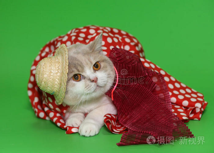 戴帽子穿裙子的猫